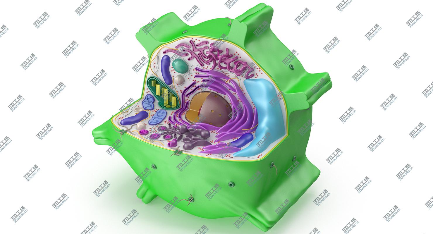 images/goods_img/202105071/Plant Cell/5.jpg
